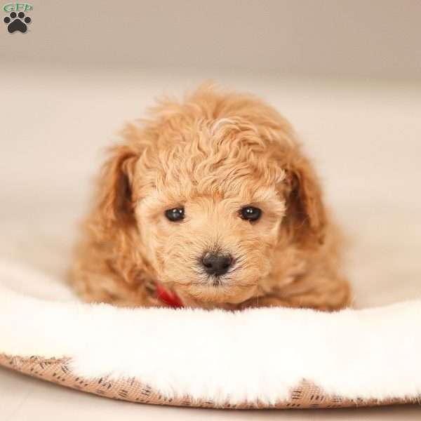 Noah, Maltipoo Puppy